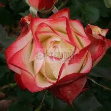 Rose 'Origami' Bare rooted