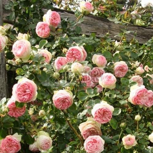 Rosa 'Pierre de Ronsard' 250 mm