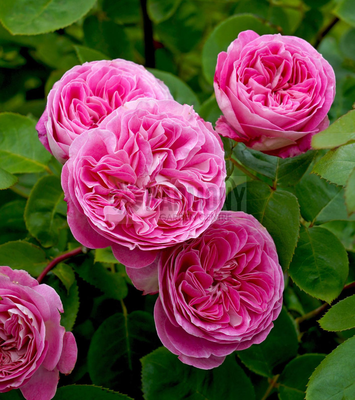 Rose STD 'Coconut Ice' Bare rooted