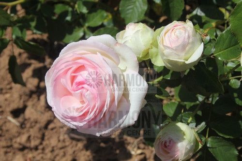Rose Std 'Pierre De Ronsard' Bare rooted