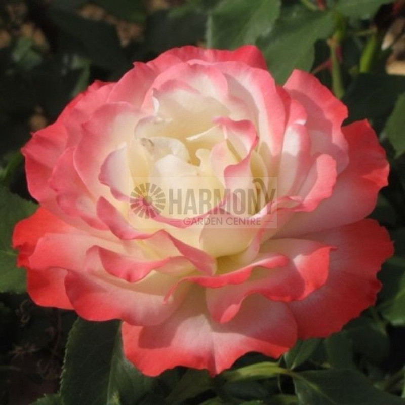 Rose Std 'Carmagnole' Bare rooted