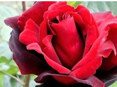 Rose Std 'Le Rouge Et El Noir' Bare rooted