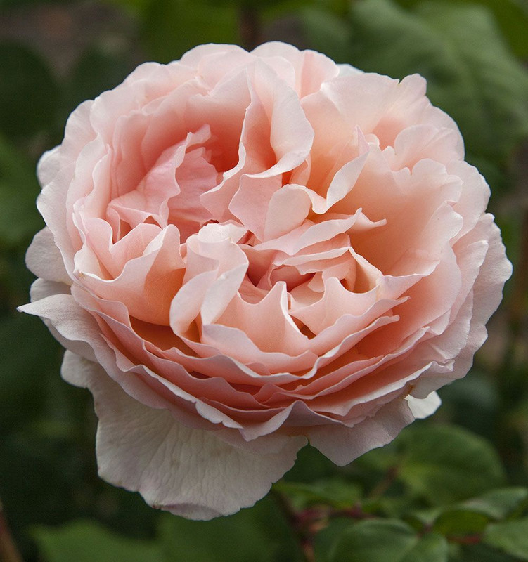 Rosa 'Princess Charlene De Mon Bare rooted