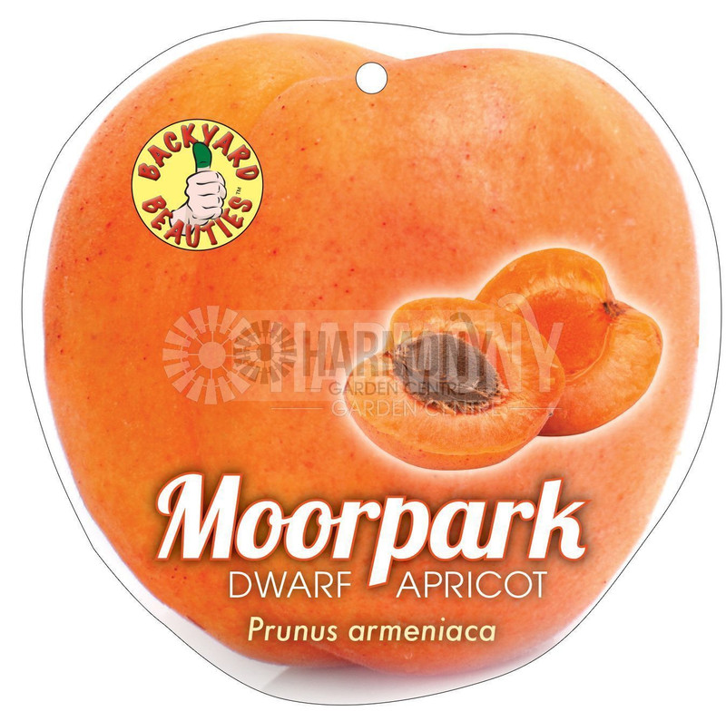 Prunus ameniaca 'Dwarf Moorpa Bare rooted