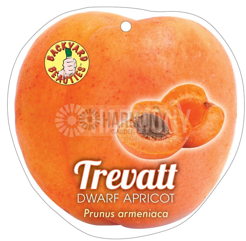 Prunus Armeniaca 'Dwarf Trevat Bare rooted