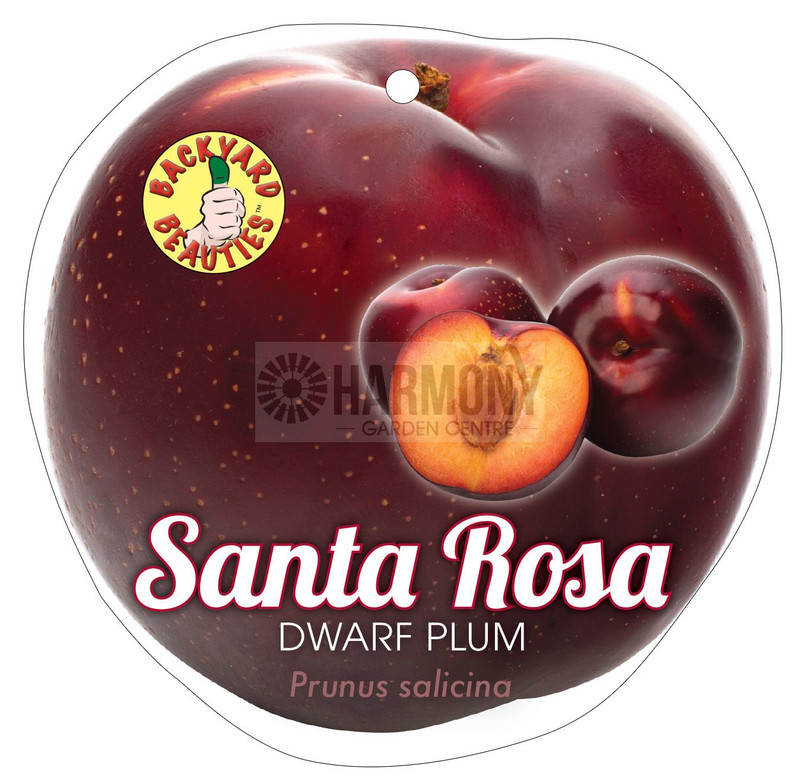 Prunus Domestica 'Dwarf Santa Bare rooted