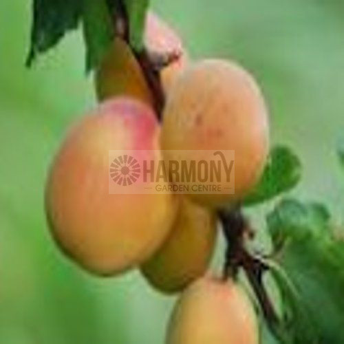 Prunus ameniaca 'Dwarf Tilton' Bare rooted