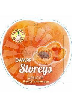 Prunus ameniaca 'Dwarf Story's Bare rooted