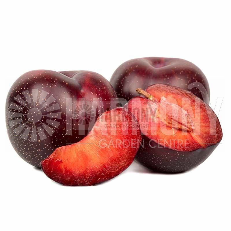 Prunus Domestica Mariposa Bare rooted