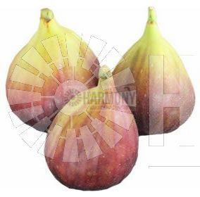 Ficus carica 'Preston Prolific Bare rooted