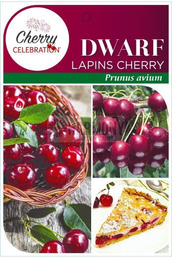 Prunus avium 'Dwarf Lapin' Bare rooted