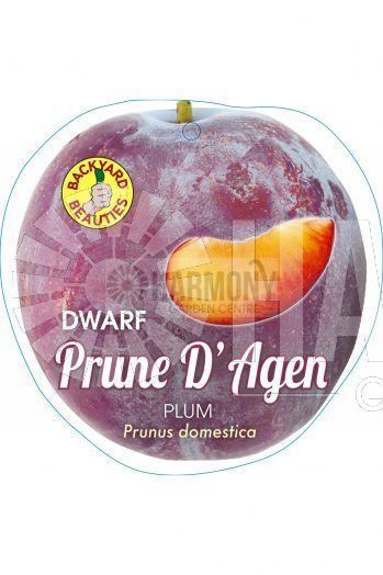 Prunus domestica Dwarf 'D'Agen Bare rooted