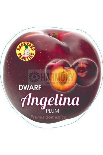 Prunus domestica Dwarf 'Angeli Bare rooted