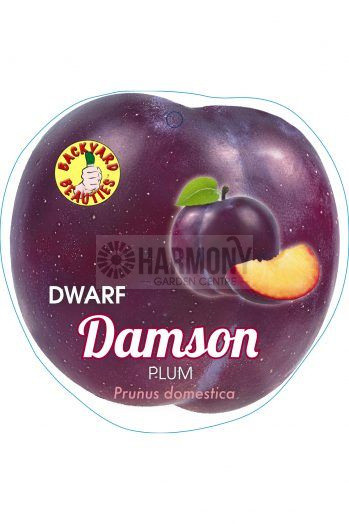 Prunus Dwarf 'Damson' Bare rooted