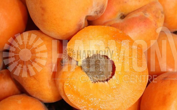 Prunus armeniaca 'Moorpark' Bare rooted