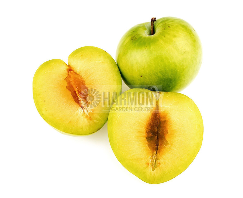 Prunus domestica 'Green Gage' Bare rooted