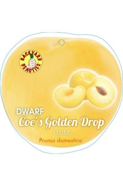 Prunus Dwarf 'Coe's Golden Dro Bare rooted