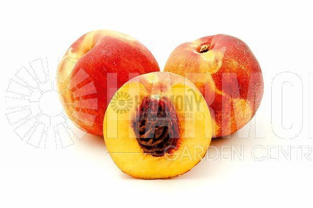 Prunus persica 'Peacharine' Bare rooted