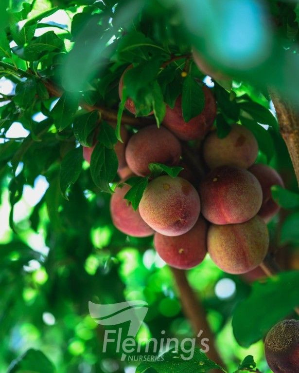 Prunus Salicina X Armeniaca 'F Bare rooted