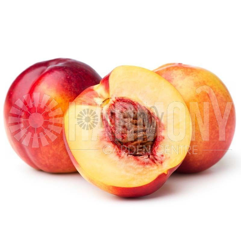 Prunus persica 'Nectazee' Bare rooted