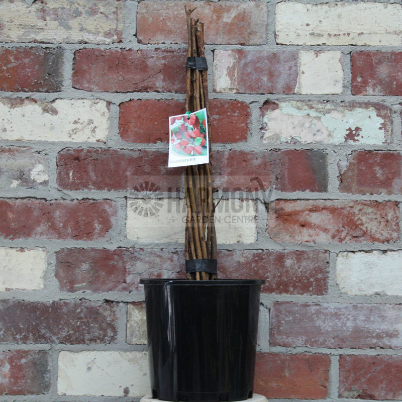 Rubus idaeus 'Autumn Bliss 10