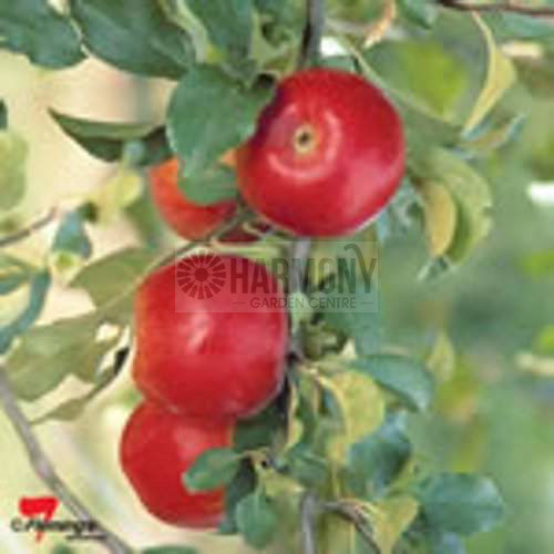 Malus Domestica 'Crimson Crisp Bare rooted