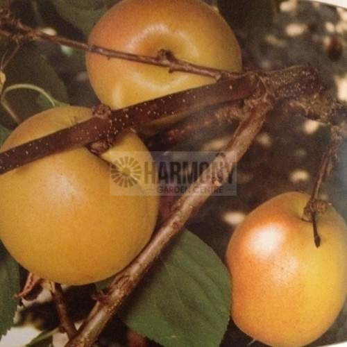 Prunus armeniaca 'Cot N Candy' Bare rooted