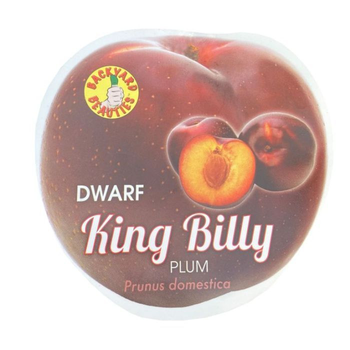 Plum Dwarf 'King Billy' Bare rooted