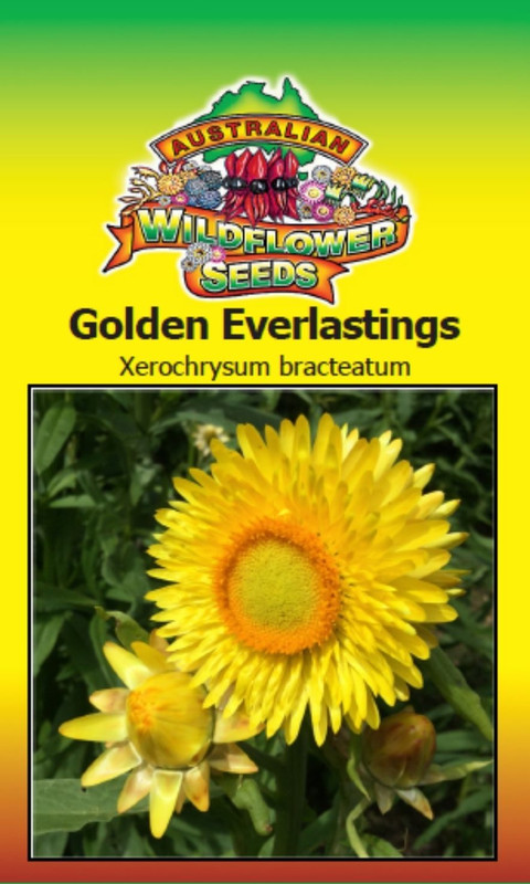 Golden Strawflower Seed
