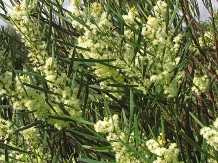 Acacia suaveolens 50 mm