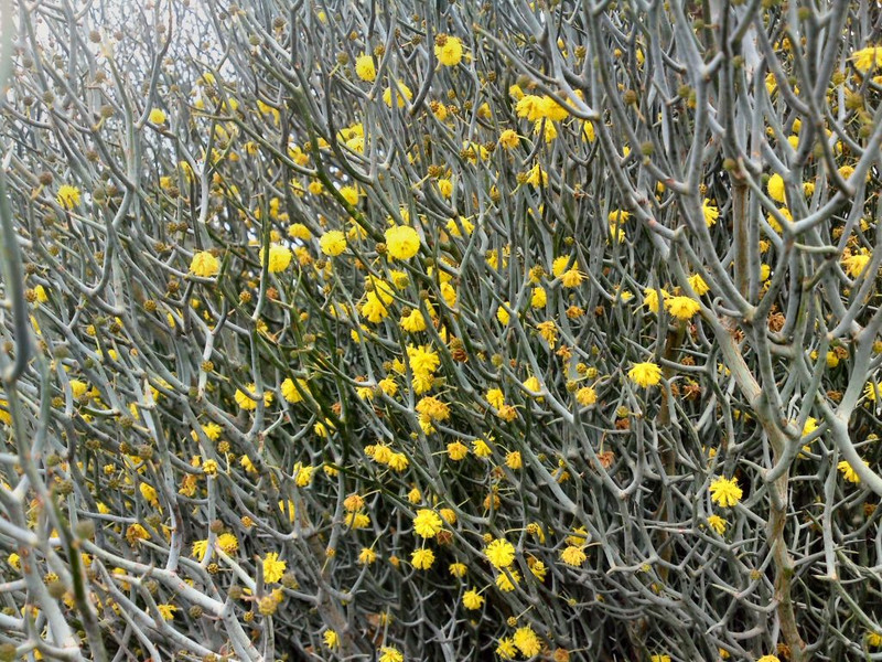 Acacia aphylla 50 mm
