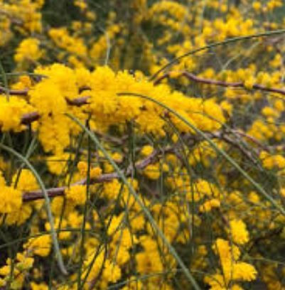 Acacia merinthophora 50 mm