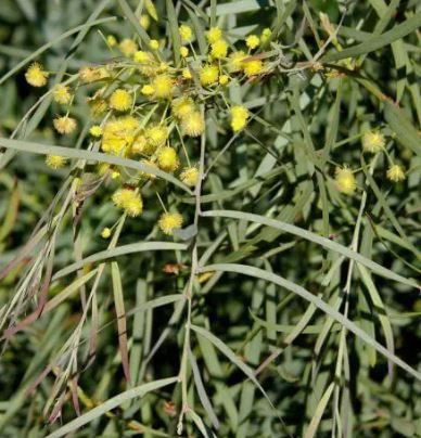 Acacia iteaphylla 50 mm