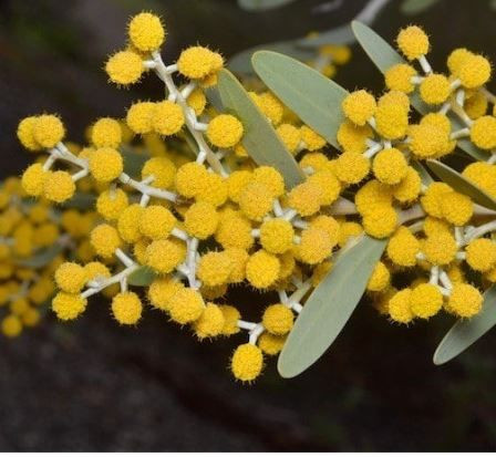 Acacia Toondulya 50 mm