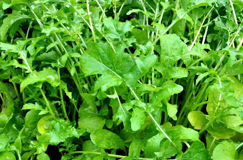 Rocket (Chem Free) Punnet