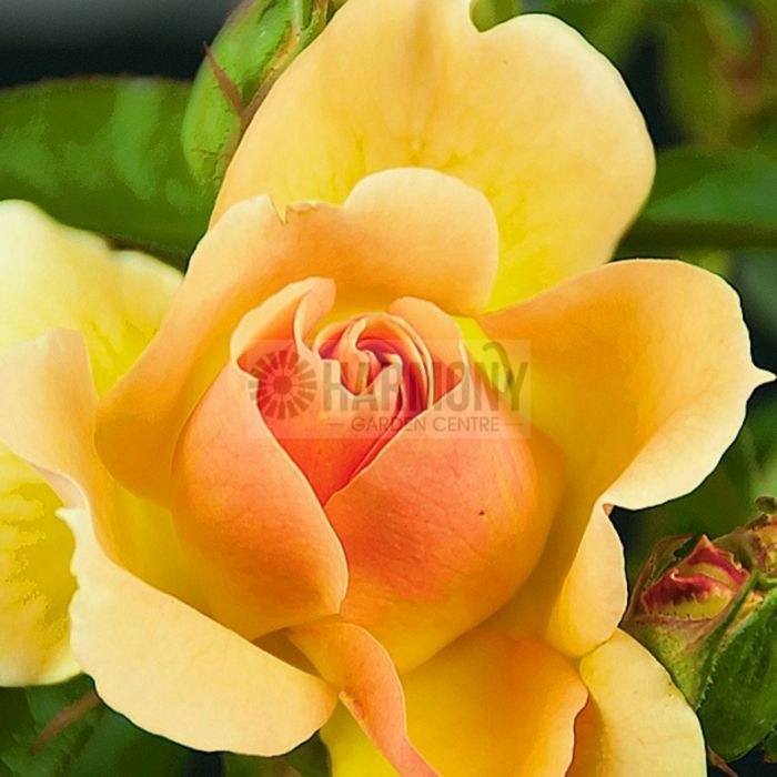 Rose 'Always Remember' Bare rooted