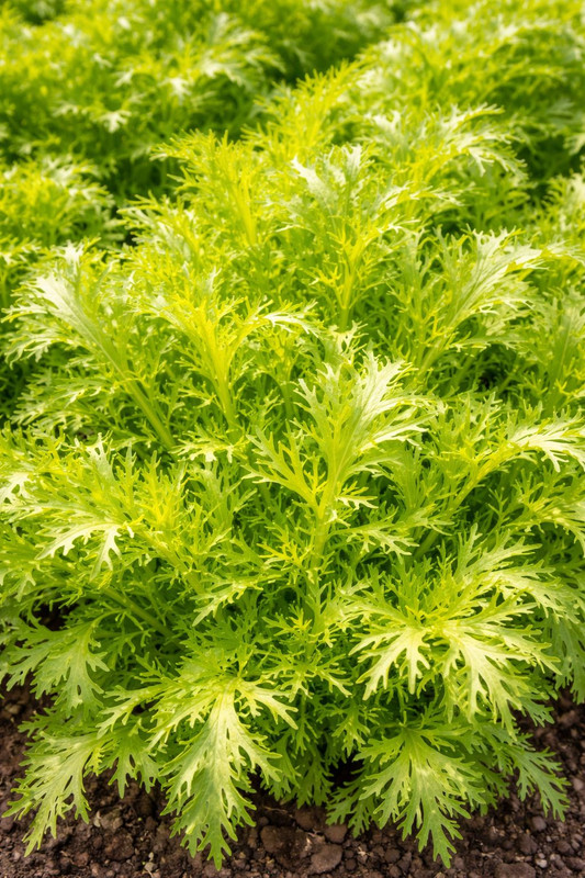 Mustard 'Gold Frills' (Chem Fr