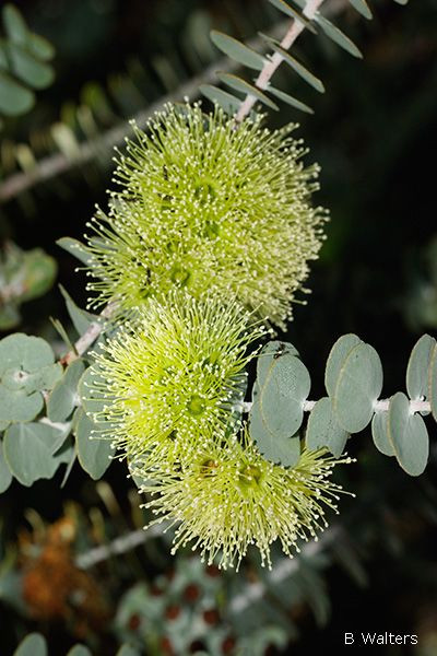 Eucalyptus kruseana 50 mm