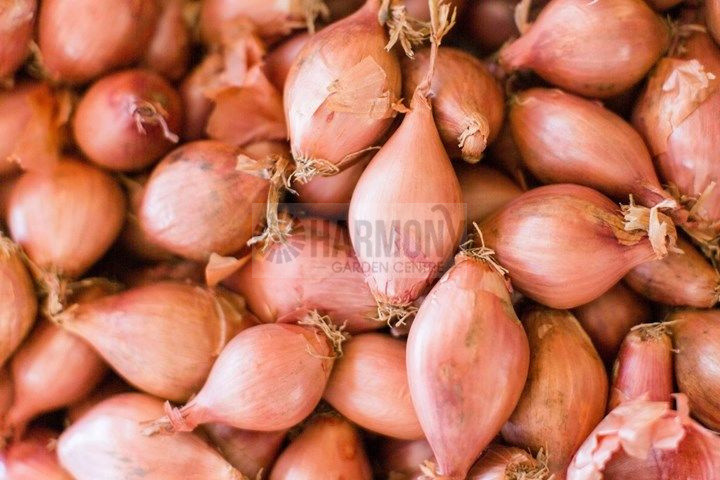 Potato Onion Bulb Bulb