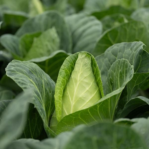 Cabbage Carraflex (Chem Free) Punnet