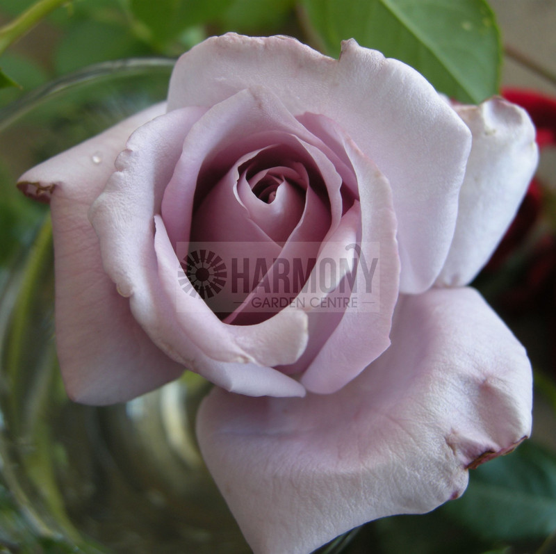 Rosa 'Blue Moon' Bare rooted