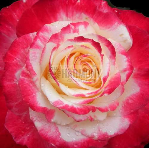 Rosa 'Double Delight' Bare rooted