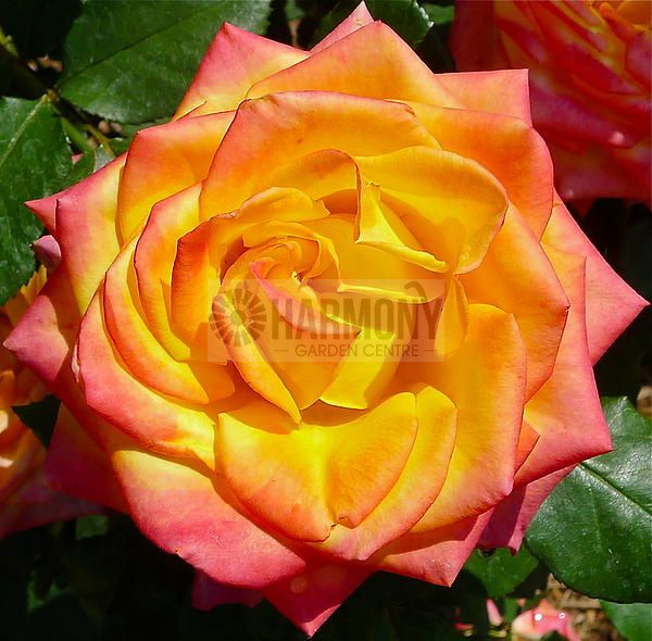 Rosa 'Magma' Bare rooted