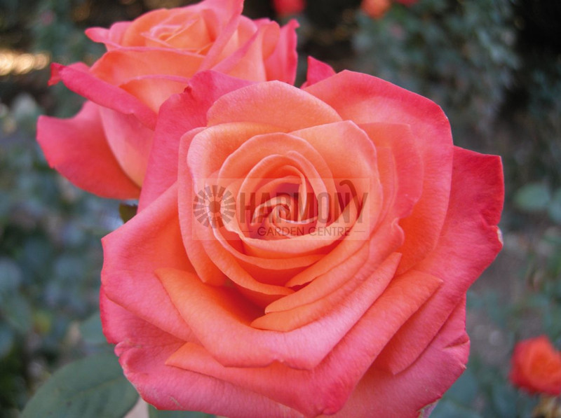 Rosa 'Remember Me' Bare rooted