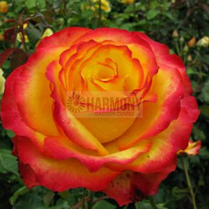 Rosa 'Tequila Sunrise' Bare rooted