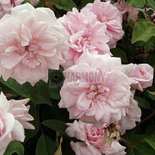 Rosa Climbing 'Cecile Brunner' Bare rooted