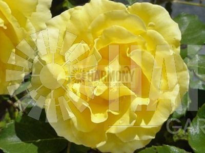 Rosa Gold Bunny Climber Bare rooted