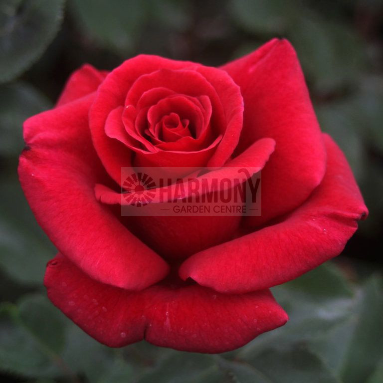 Rosa Firefighter Bare rooted
