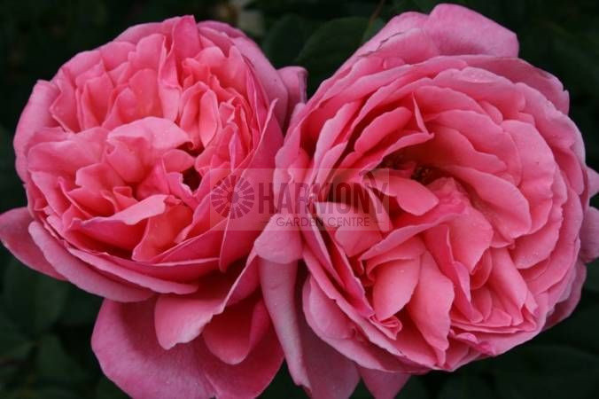 Rose 'Forget Me Not' Bare rooted