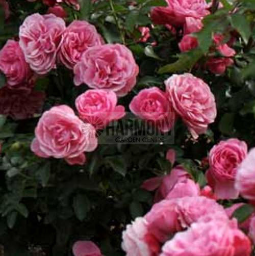 Rosa Leonardo Da Vinci Bare rooted